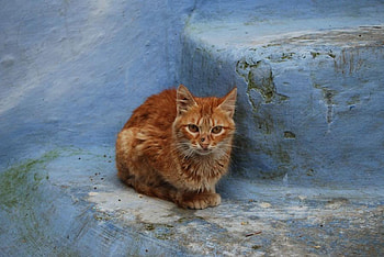 cat, animals, street, pet, ginger HD wallpaper