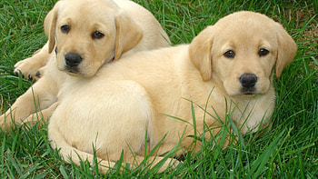 Labrador Retriever , High resolution, Quality , Classic beauty HD wallpaper