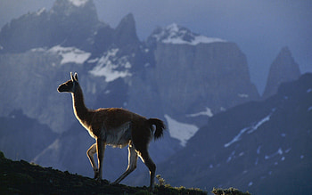 Animals, Mountains, Fog, Stroll, Llama, Lama HD wallpaper