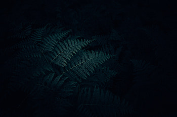 Nature, Leaves, Plant, Dark, Fern, Carved HD wallpaper