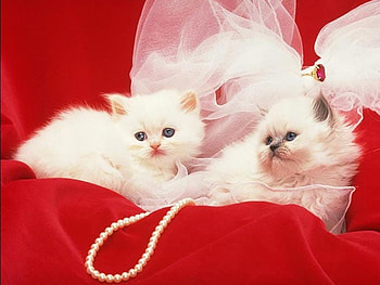 cats, cute cats HD wallpaper