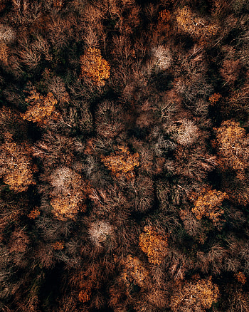 Nature, Trees, Autumn, View From Above, Top, Forest, Tops, Autumn Colors, Autumn Paints HD phone wallpaper