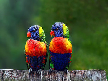 Little birds after the rain, colorful, birds, rain, colors, friends, little, after HD wallpaper