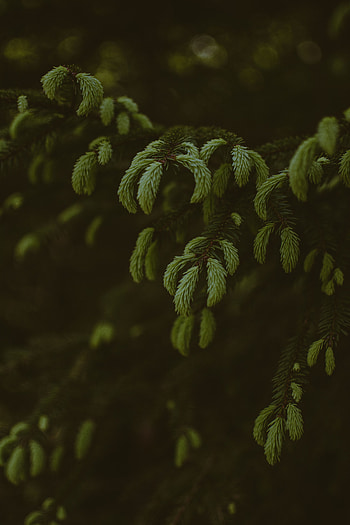 Pine, Macro, Wood, Tree, Branches, Needles, Evergreen HD phone wallpaper
