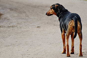 Dog, Animals, Spotty, Spotted, Stroll HD wallpaper