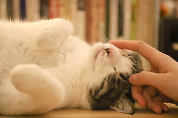 A grey and white cat enjoying a gentle head scratch indoors, showcasing its affectionate nature. HD wallpaper