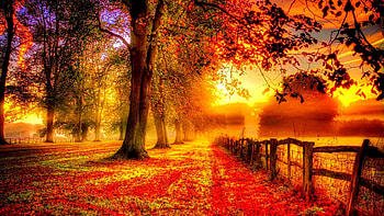 Forest Color Fall Season Autumn Landscape Tree Nature For 6 - HD wallpaper