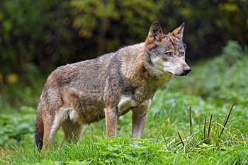 Animals, Predator, Wolf, Sight, Opinion, Wildlife HD wallpaper