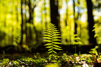 Macro, Fern, Forest, Sheet, Leaf HD wallpaper