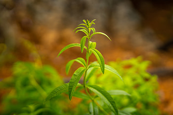 Lemon Verbena, Greek organic variety, Culinary herb, Fragrant and flavorful HD wallpaper