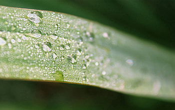 Drops, Macro, Sheet, Leaf, Dew HD wallpaper
