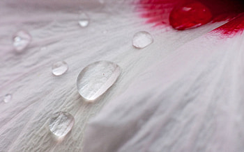 Drops, Macro, Surface, Dew, Petal HD wallpaper
