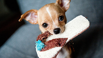 Chihuahua Puppies, chihuahua, animals, dogs, cute HD wallpaper