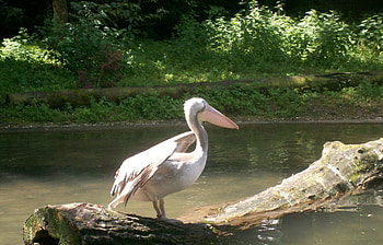 Pelican, nature, birds, water HD wallpaper