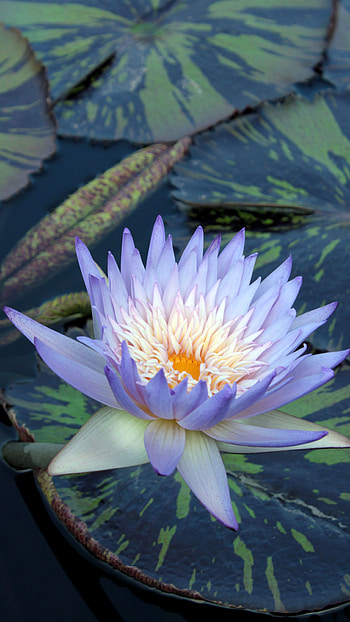 Water Lily, Light Blue HD phone wallpaper