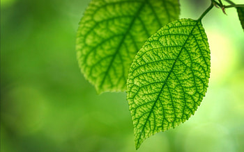 Grass, Leaves, Macro, Couple, Pair, Branch HD wallpaper