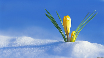 Plants, Flowers, Snow HD wallpaper