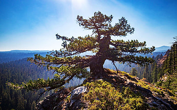 Epic Perch in Southern Oregon, usa, tree, landscape, sky, rocks, mountains HD wallpaper