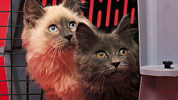 Nice kittens, sweet, animal, kitten, cat, feline, pet HD wallpaper
