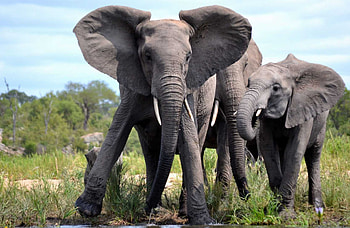 Kruger National Park, African safari, Endless summer, Nature's beauty HD wallpaper