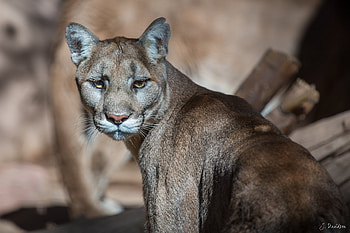 Animals, Puma, Muzzle, Predator, Wild Cat, Wildcat, Mountain Lion, Cougar HD wallpaper