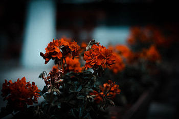 Flowers, Leaves, Bush, Blur, Smooth, Bloom, Flowering HD wallpaper