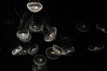 Animals, Sea, Jellyfish, Transparent, Creatures HD wallpaper