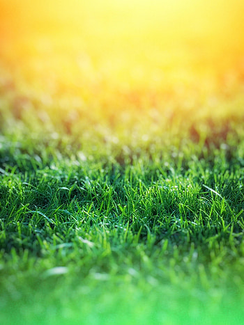 Grass, Macro, Blur, Smooth HD phone wallpaper