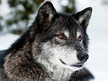 Wolf backgrounds, Premium quality, Professional graphy, Trendy visuals HD wallpaper