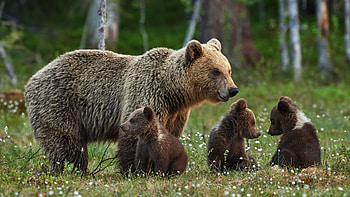 Bear, animal, family, cub HD wallpaper