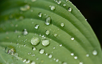 Grass, Drops, Macro, Surface, Sheet, Leaf, Veins HD wallpaper