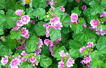 Flowers, Greens, Flower Bed, Flowerbed HD wallpaper