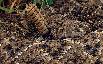 Animals, Snake, Scales, Scale, Predatory, Carnivorous HD wallpaper