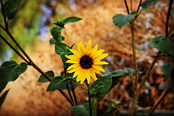 Flowers, Leaves, Flower, Blur, Smooth, Stem, Stalk HD wallpaper