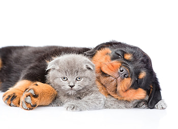 Cuties, dog, sweet, white, black, grey, cute, cat, pisica, puppy, couple, caine, sleep HD wallpaper