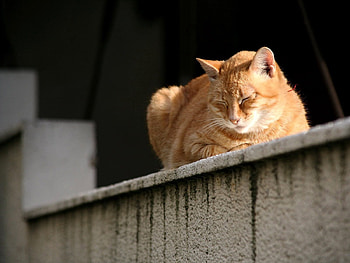 Animals, Sit, Cat, Striped, Dream, Sleep HD wallpaper