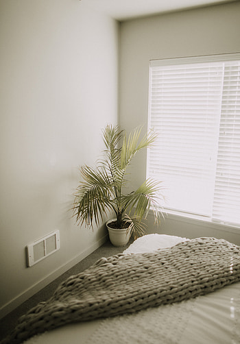 Interior, Plant, Miscellanea, Miscellaneous, Minimalism, Room HD phone wallpaper
