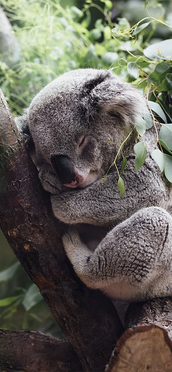 Best koala , koala backgrounds, Koala beauty at its finest, Digital masterpieces HD phone wallpaper