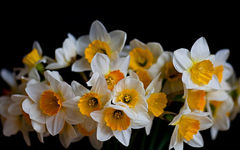Tazetta, Daffodils HD wallpaper