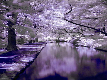 Forest River, river, purple color, trees, peaceful river, road, forest HD wallpaper