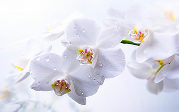 Drops, Orchids HD wallpaper