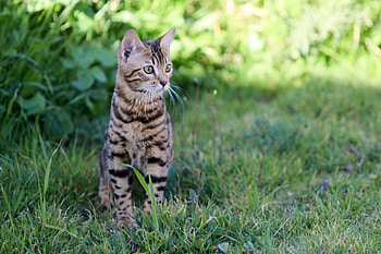 Cat in grass, animal, cat, grass, nature HD wallpaper