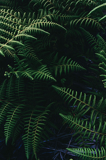 Leaves, Plant, Macro, Fern, Common Ostrich, Ostrich Ordinary HD phone wallpaper