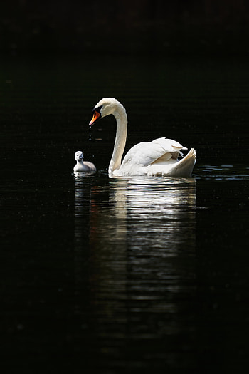 Animals, Birds, Water, Swan HD phone wallpaper