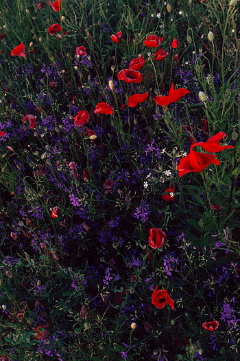 Flowers, Poppies, Field, Wild, Tweezers, Sokirks HD phone wallpaper
