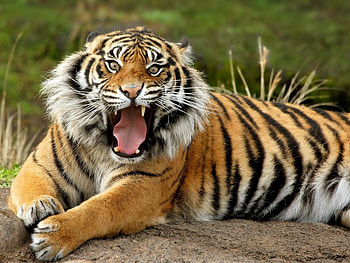Animals, Tigers HD wallpaper