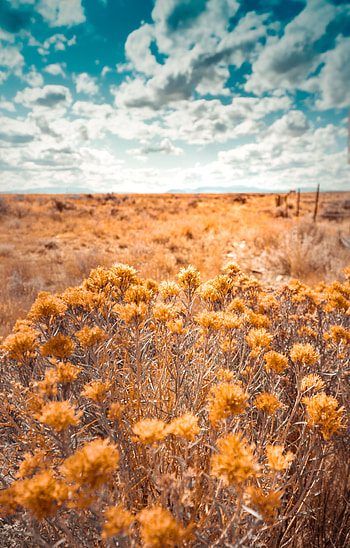 Plants, Nature, Grass, Field, Dry, Wild HD phone wallpaper