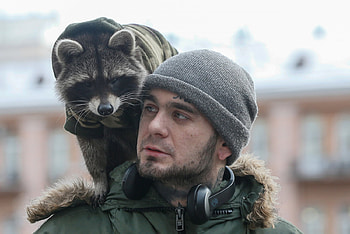 Raccoon hitches a lift, Man, Ukraine, Kiev, Raccoon, Walks, Shoulders HD wallpaper