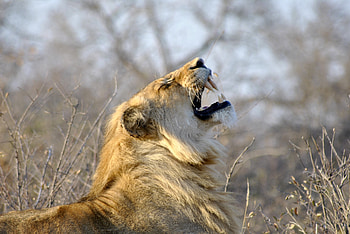 Lion, roar, beast, animal HD wallpaper