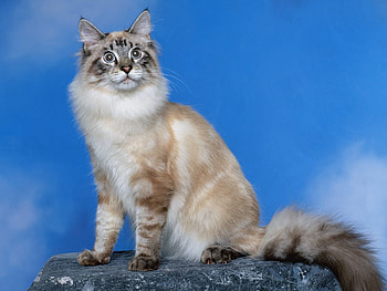 Animals, Cats HD wallpaper
